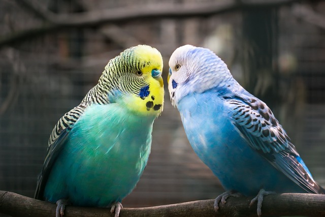 budgie, friendship, affection, love, parrot, parakeet, trust, togetherness, few, pair, relationship, bird, multicoloured, blue, green, yellow, feathers, plumage, beak, small, bright, nature, small bird, budgie, budgie, budgie, budgie, budgie, parrot, parakeet