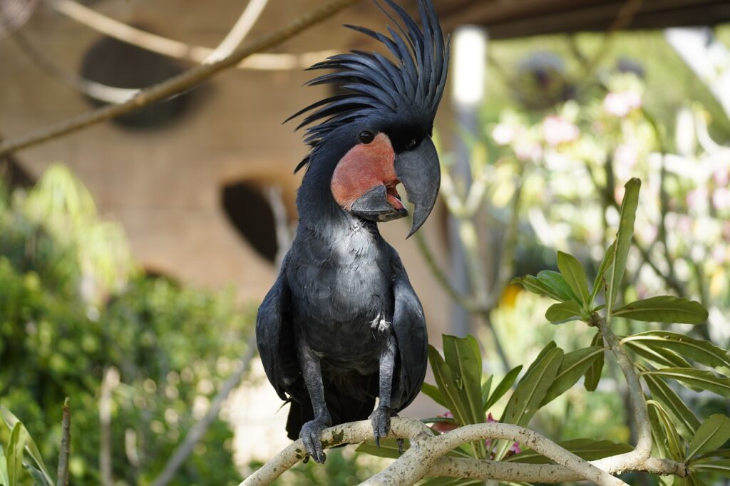 palm cockatoo, bird, animal, great black cockatoo, goliath cockatoo, parrot, wildlife, plumage, comb, beak, feathers, branch, perched, ornithology, birdwatching, nature, zoo, closeup