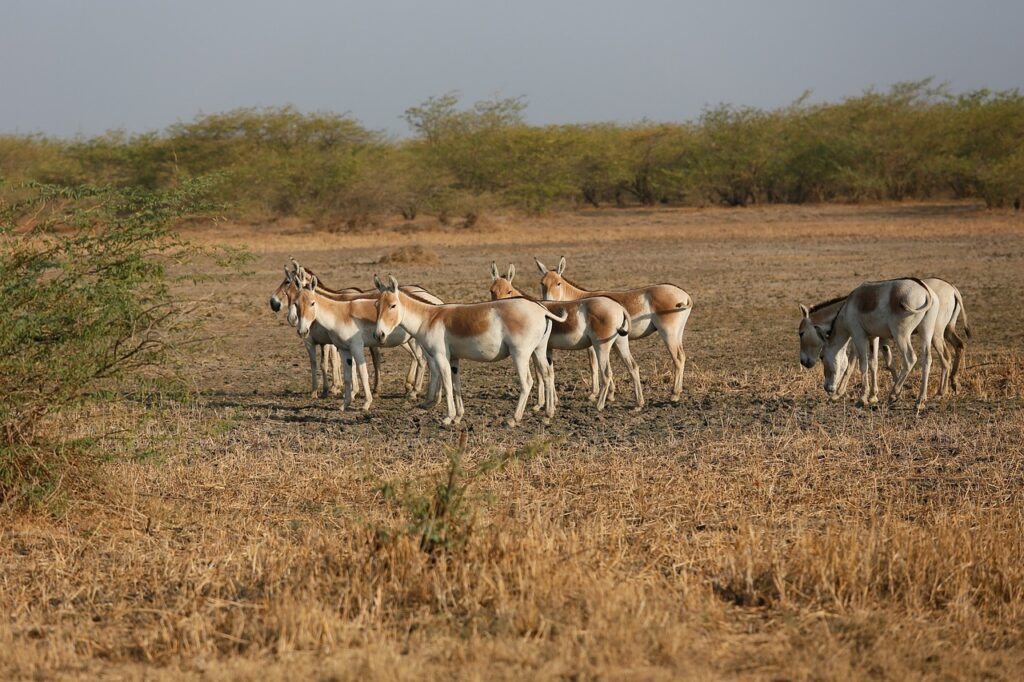 little ran of kutch, bird, gujarat, india, stark, kutch, animals, asses, desert, wildlife, nature, gujarat, gujarat, gujarat, gujarat, gujarat, kutch, kutch, kutch, kutch