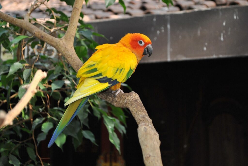 bird, animal, tropical, conure, sun conure, feather, parrot, colorful, exotic, yellow, beak, zoo, cute, nature, conure, conure, conure, sun conure, sun conure, sun conure, sun conure, sun conure