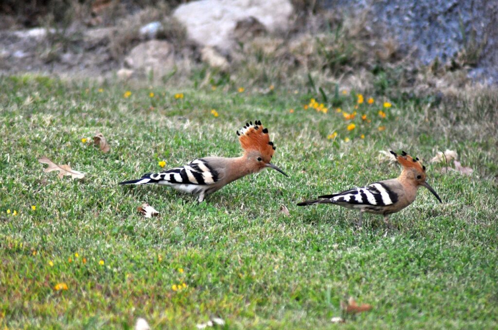 hoopoe, bird, animal, nature, fauna, wildlife, hoopoe, hoopoe, hoopoe, hoopoe, hoopoe