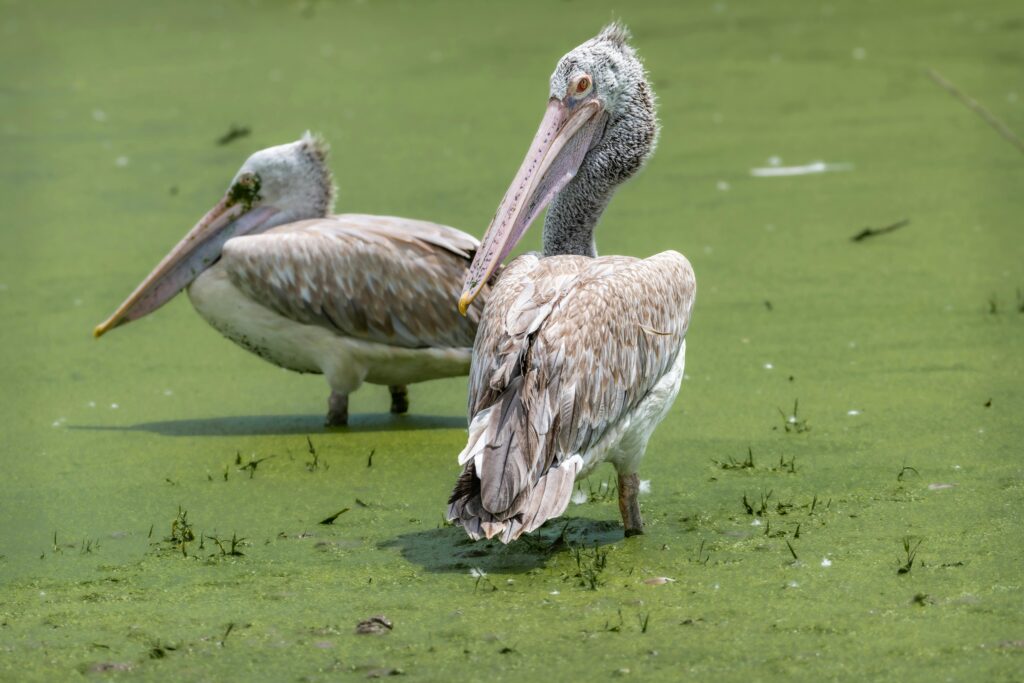 Two spot-billed pelicans relaxing on green algae-covered waters in Bangkok, Thailand.