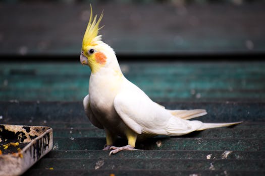 Close-up of a white cockatiel with a yellow crest outdoors in Atari, India.