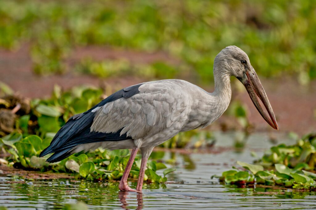 Close-up of an Asian Openbill stork wading through water surrounded by lush greenery.