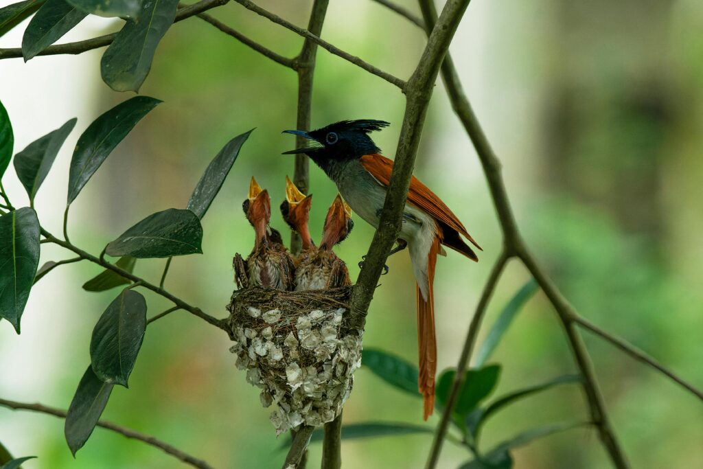 Indian paradise flycatcher feeding chicks nestled in a tree, captured in lush greenery.