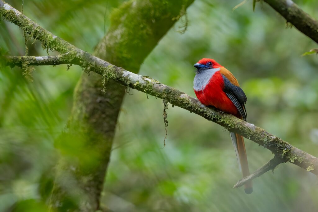 A vibrant bird with red, orange, and blue plumage perched on a mossy forest branch.