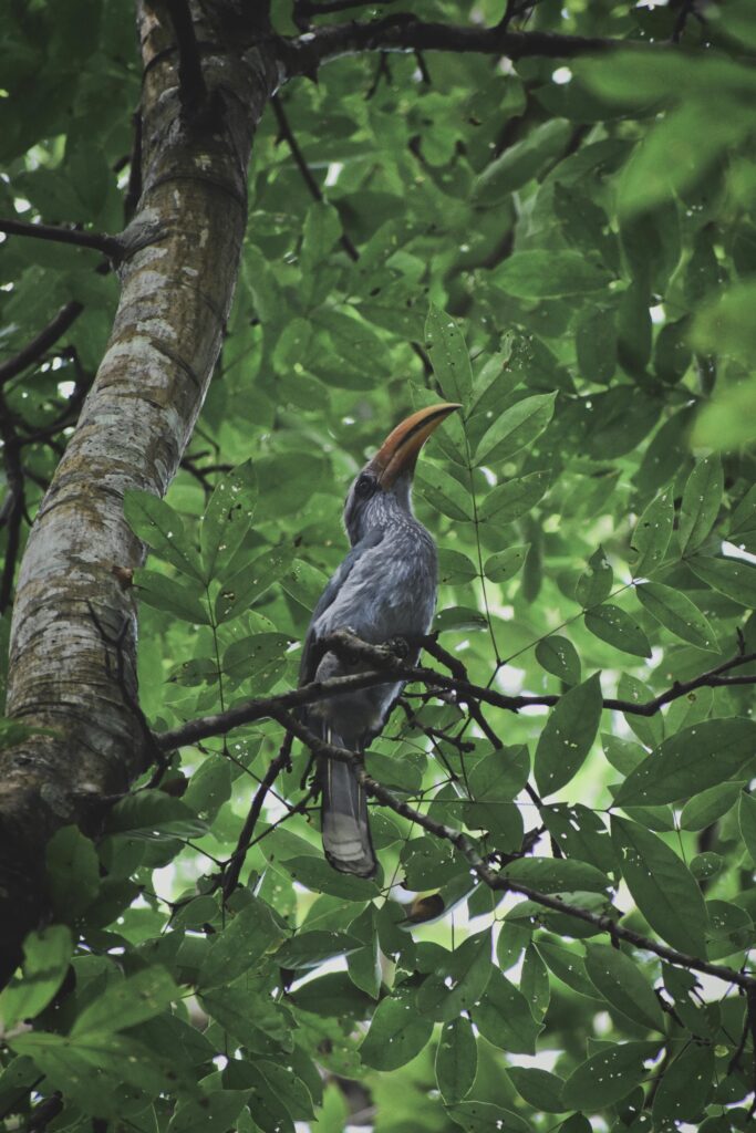A wild Malabar Grey Hornbill perches among lush green leaves, showcasing its natural habitat.