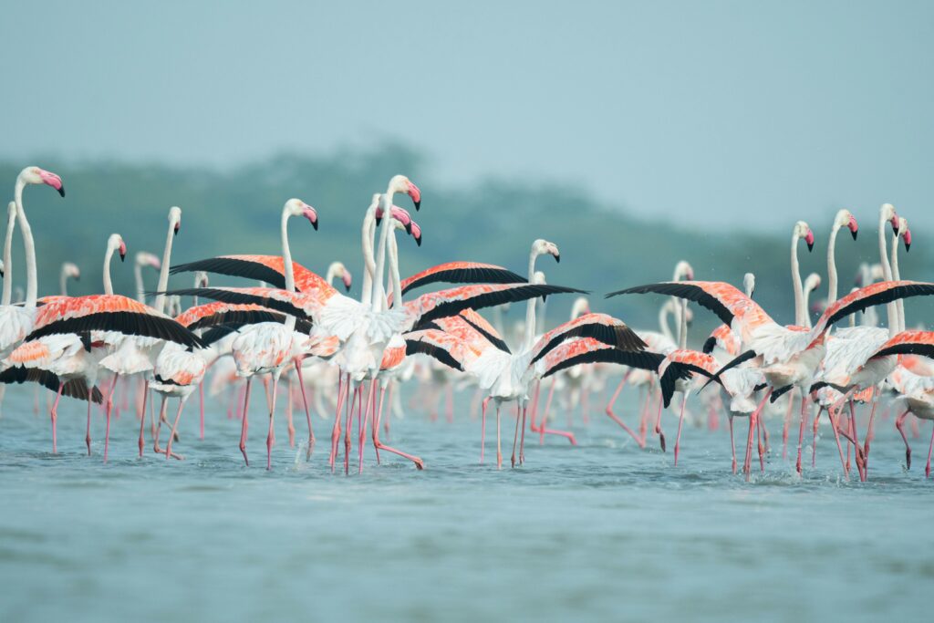 A vibrant flock of pink flamingos wading in shallow tropical waters, showcasing their elegant wings.