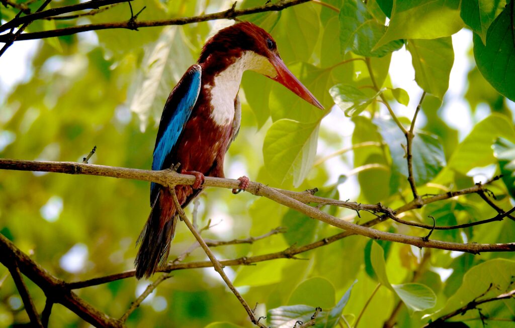Vibrant white-throated kingfisher perched on a branch amidst lush green leaves.