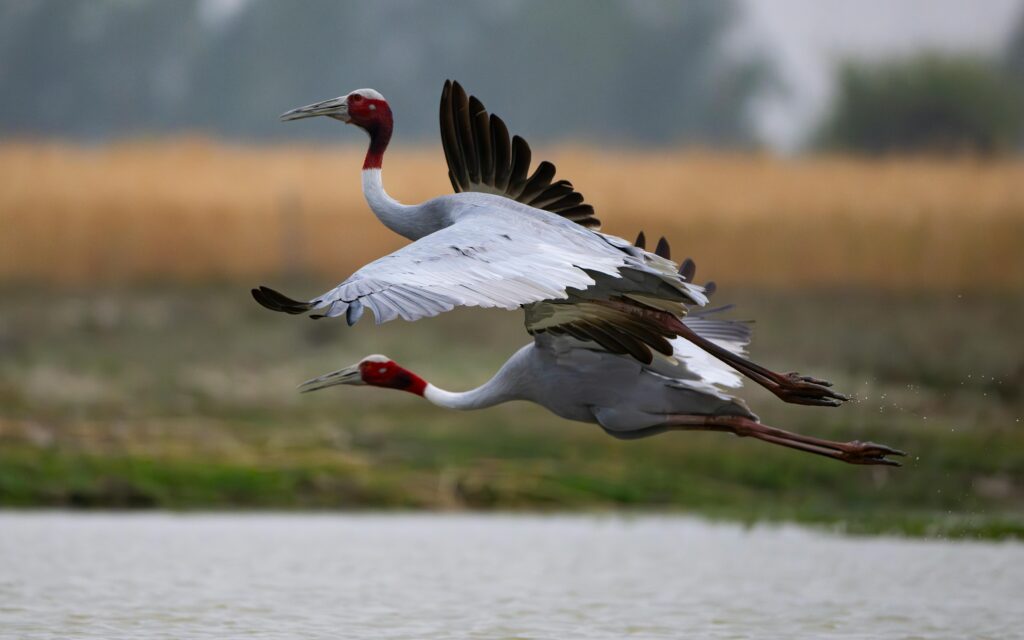 Two Sarus cranes gracefully flying over a wetland, showcasing their elegance and natural habitat.
