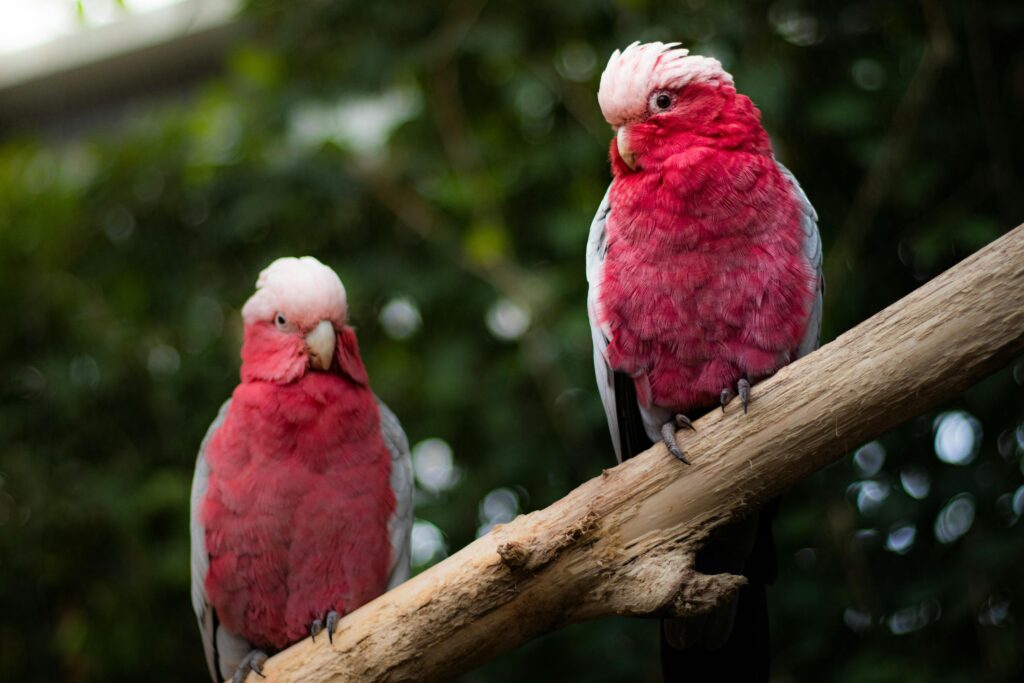 Close-up of two pink cockatoos perched on a branch with a blurred background.