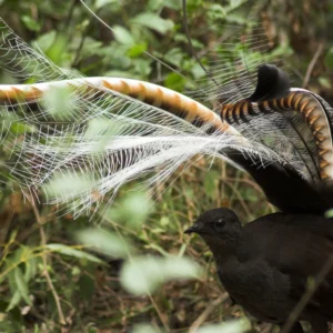 lyrebird